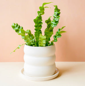 White Cloud Planter + Tray // Second
